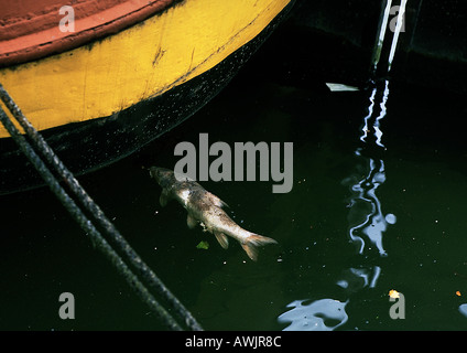 Pesce in acqua vicino al fondo della barca Foto Stock