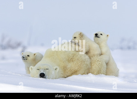 Orso polare - dormire - con tre cuccioli / Ursus maritimus Foto Stock