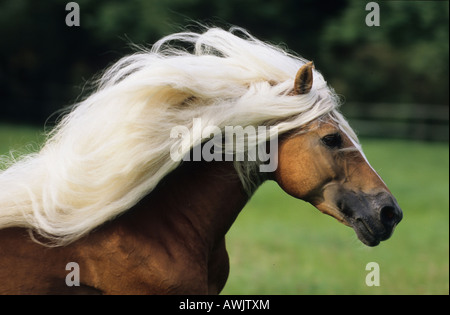 Cavalli di Razza Haflinger (Equus caballus), ritratto di stallone in galoppo con la criniera fluente Foto Stock