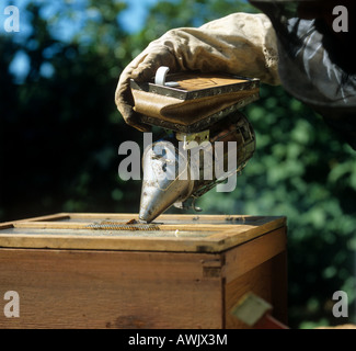 Apicoltore applicando fumo attraverso una garza sul foro di adduzione in un alveare nazionale Foto Stock