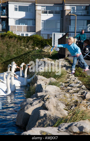 Alimentazione dei cigni a Christchurch Harbour Foto Stock