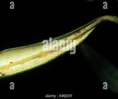 Scala nera insetti salssettia oleae su ther la parte inferiore di una foglia di oliva Foto Stock