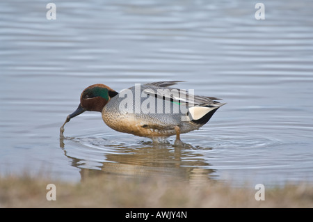 Comune di Teal ano crecca alimentazione maschio in acque poco profonde Cley-next-mare Norfolk East Anglia UK Marzo Foto Stock