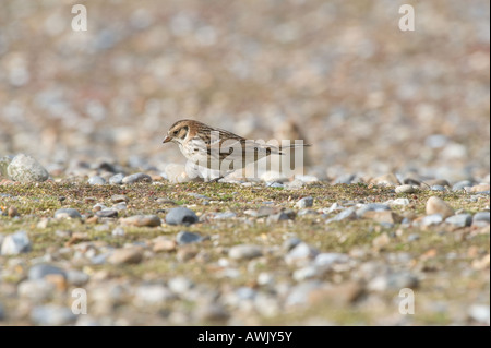 Lapland Bunting (Calcarius lapponicus) adulto Salthouse Norfolk Inghilterra UK Marzo Foto Stock