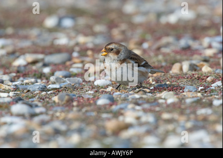 Snow Bunting Plectrophenax nivalis adulto Salthouse Norfolk Inghilterra Marzo Foto Stock