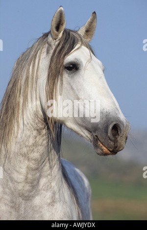 Cavallo andaluso (Equus caballus) ritratto di stallone Foto Stock