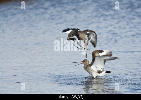 Nero tailed Godwit Limosa limosa adulti combattimenti Titchwell Norfolk Inghilterra Marzo Foto Stock