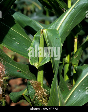 Piralide del mais Ostrinia nubialis danni al mais o granoturco shoot Foto Stock