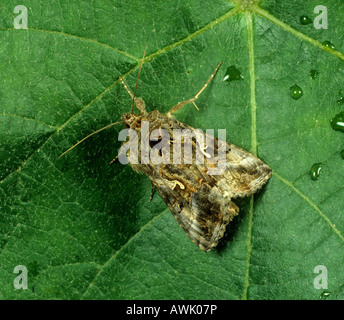 Argento Y Moth Autographa gamma moth su una foglia Foto Stock