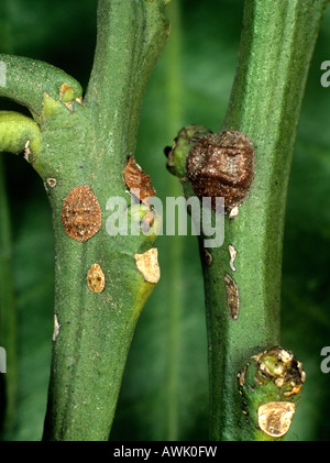 Scala nera insetto salssettia oleae adulto ninfe su Orange Citrus sinensis ramoscello Foto Stock