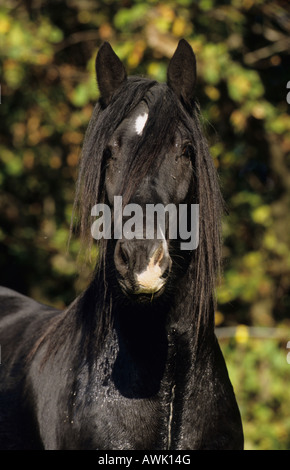 Gypsy Vanner Cavallo (Equus caballus), ritratto di stallone nero Foto Stock
