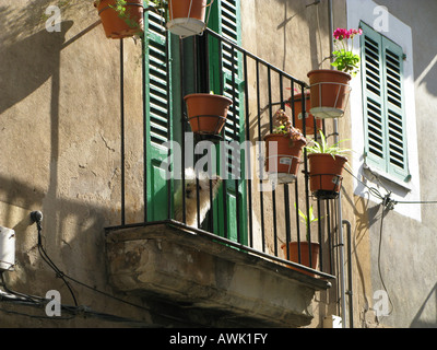 Piccolo cane bianco per animali da compagnia tiene la guardia sul balcone con vasi di fiori, Palma, Maiorca, Spagna. Sulla finestra sono presenti otturatori verdi Foto Stock