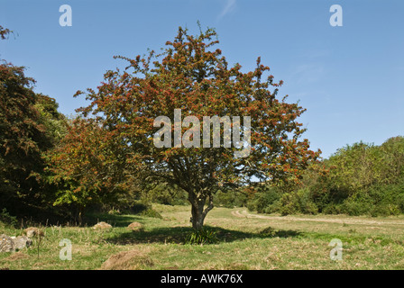 Biancospino o spina rapida, Crataegus monogyna, singolo albero sano in prato, Seacombe Bottom, Worth Matravers, Dorset, Regno Unito, settembre Foto Stock