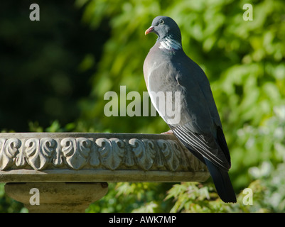 Woodpigeon, Columba palumbus, in piedi sul bordo di un bagno di uccelli, Sussex, Regno Unito, maggio Foto Stock