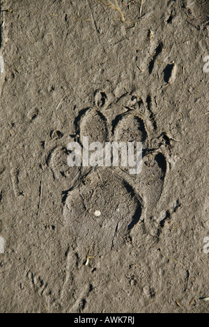 Dog paw print nel fango Foto Stock