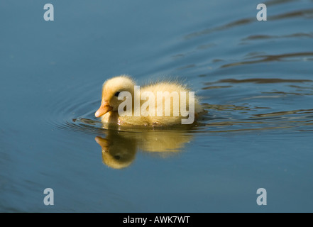 Anatroccolo giallo brillante che nuota sull'acqua dello stagno, Mallard, Anas platyrhynchos, profilo ravvicinato, West Sussex, REGNO UNITO. Aprile. Foto Stock