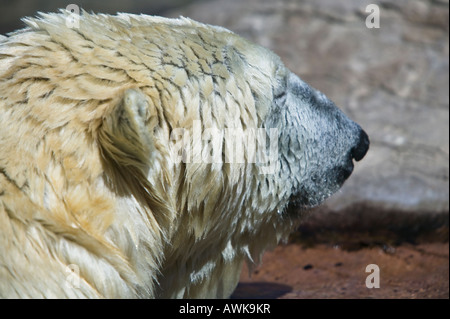 Orso polare di San Diego Zoo, CALIFORNIA, STATI UNITI D'AMERICA Foto Stock