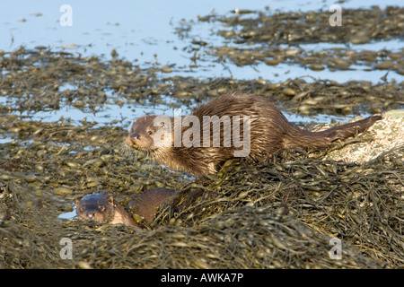 Lontra europea Lutra lutra femmina adulr & cub Foto Stock