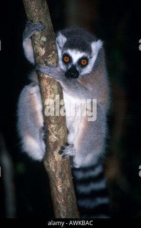 Close-up di Ringtailed lemur (Lemur catta) sulla struttura ad albero, Madagascar Foto Stock