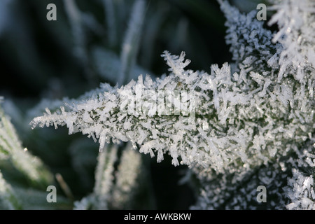 Raccolte di ghiaccio su impulso breve pianta verde Foto Stock