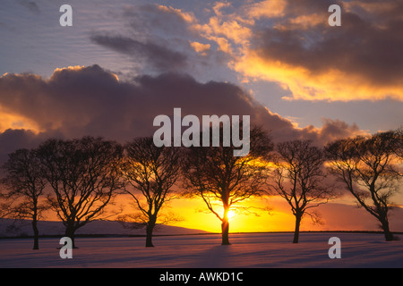 Stormy del cielo della sera alla fine di una giornata di inverni insieme contro un gruppo di sagome ad albero Foto Stock