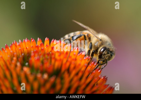 Honey Bee impollinatori Echinacea Purpurea (cono viola fiore) Foto Stock