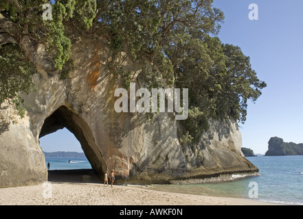 Cove Della Cattedrale vicino Hahei sulla Penisola di Coromandel, Nuova Zelanda Foto Stock