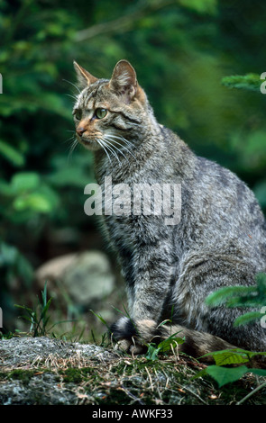 Unione gatto selvatico (Felis silvestris ) seduta nella Foresta, Parco Nazionale della Foresta Bavarese, Baviera, Germania Foto Stock