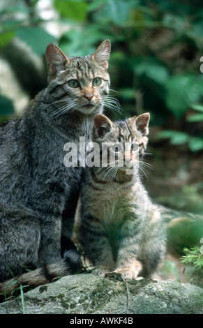 Unione gatto selvatico (Felis silvestris) seduto con il suo gattino in foresta, Parco Nazionale della Foresta Bavarese, Baviera, Germania Foto Stock