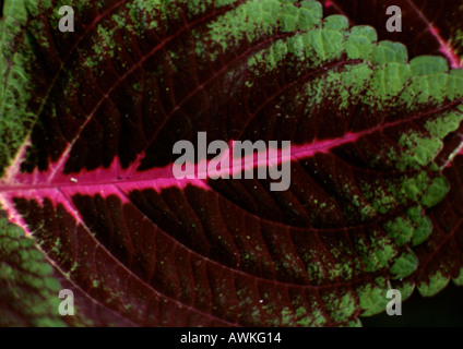 Coleus (Solenostemon) foglie, extreme close-up Foto Stock