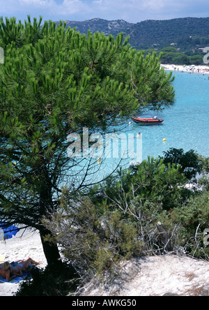 Alberi di pino affacciato sul mare, Corsica, Francia Foto Stock