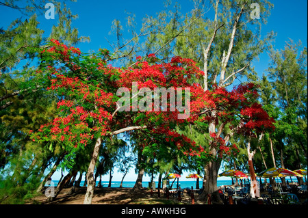 FLAMBOYANT - SAINT-LEU - isola di Reunion Foto Stock