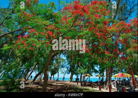 FLAMBOYANT - SAINT-LEU - isola di Reunion Foto Stock