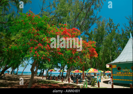 FLAMBOYANT - SAINT-LEU - isola di Reunion Foto Stock