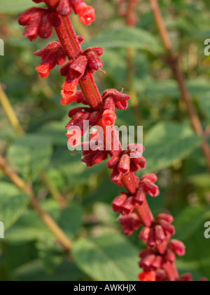 Salvia (salvia confertifolia) Foto Stock