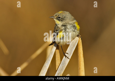 Giallo rumped trillo maschio arroccato su tifa in marsh Victoria British Columbia Canada Foto Stock