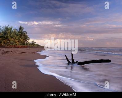 Spiaggia vuota di sunrise dove le tartarughe verdi nido. Tortuguero Limon Costa Rica America Centrale Foto Stock