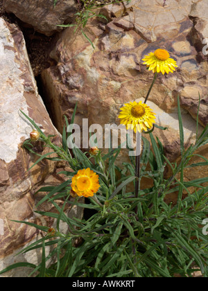 Golden everlasting (xerochrysum bracteatum syn. helichrysum bracteatum) Foto Stock