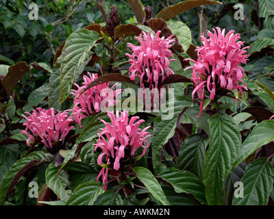 Pennacchio brasiliano fiore (justicia carnea syn. jacobinia carnea) Foto Stock