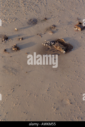 La Tunisia, il Deserto del Sahara, bovini ammassati intorno all edificio rustico, vista aerea Foto Stock