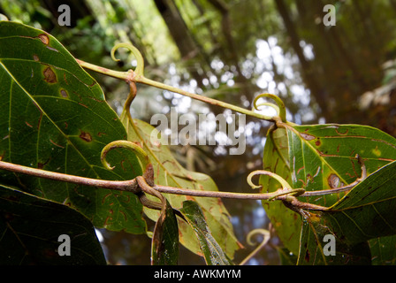 'Cat's Claw' Uncaria tomentosa medicina tradizionale Foto Stock