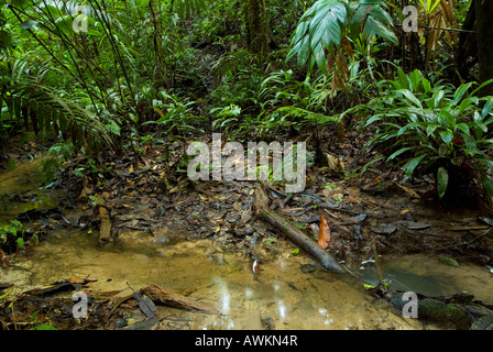 La foresta pluviale di vapore e sottobosco amazon Yavari Perù Foto Stock