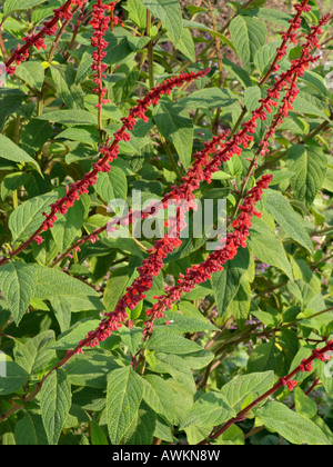 Salvia (salvia confertifolia) Foto Stock