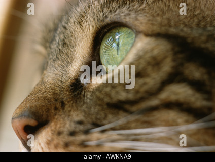 Gatto con occhi verdi, extreme close-up Foto Stock