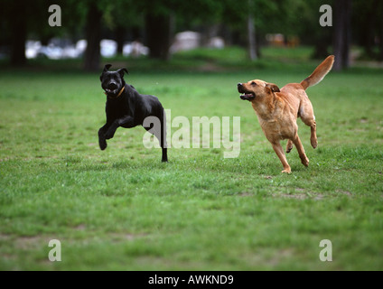 Due cani in esecuzione sul prato erboso. Foto Stock