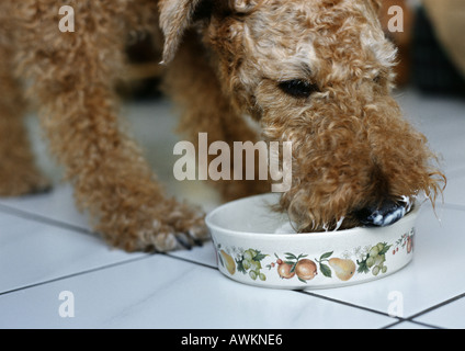 Terrier di mangiare dalla ciotola Foto Stock