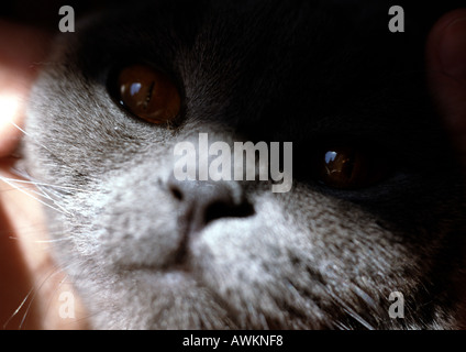 Gatto persiano del volto con ombra. Foto Stock