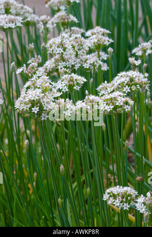 Aglio erba cipollina allium tuberosum in fiore Foto Stock