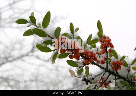 Neve ghiacciata su Yaupon Holly bacche Foto Stock