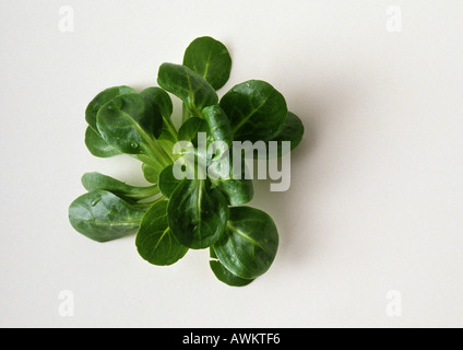 La valeriana, close-up Foto Stock